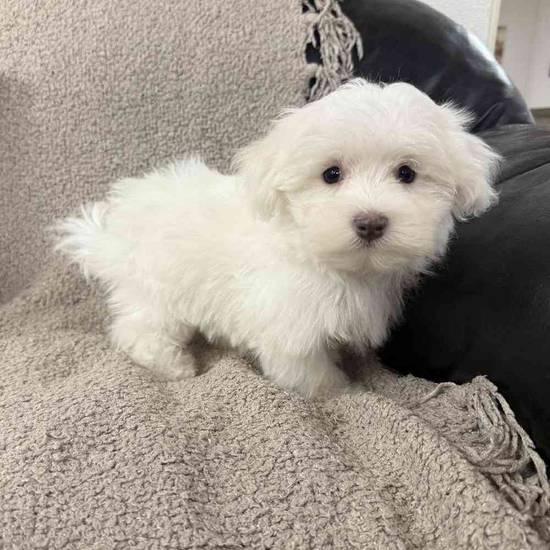 Maltese