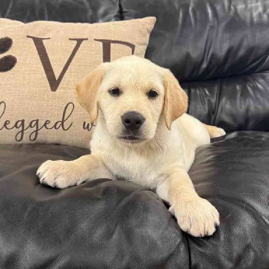 Golden Retriever Mix