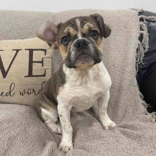 Bulldog Mix