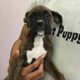 Boxer