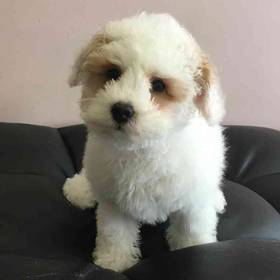 Bichon-Poo