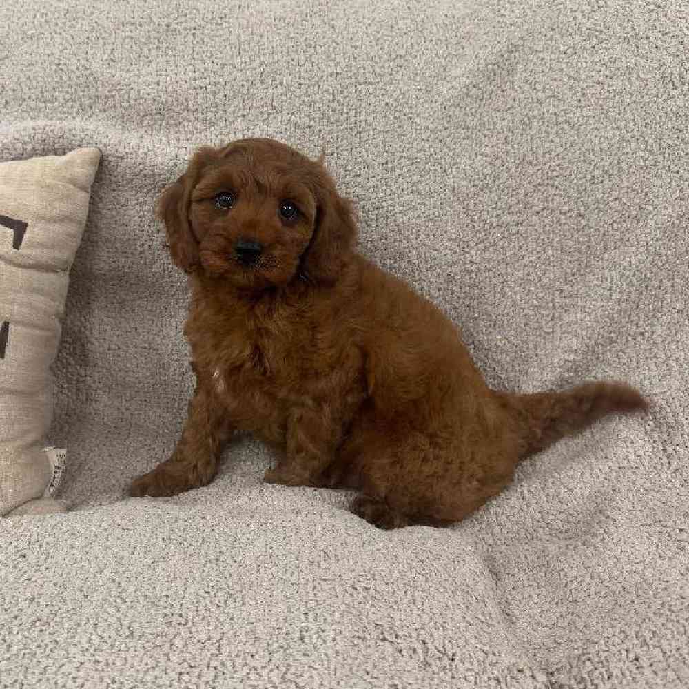 carousel pet images
