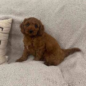 Cavapoo