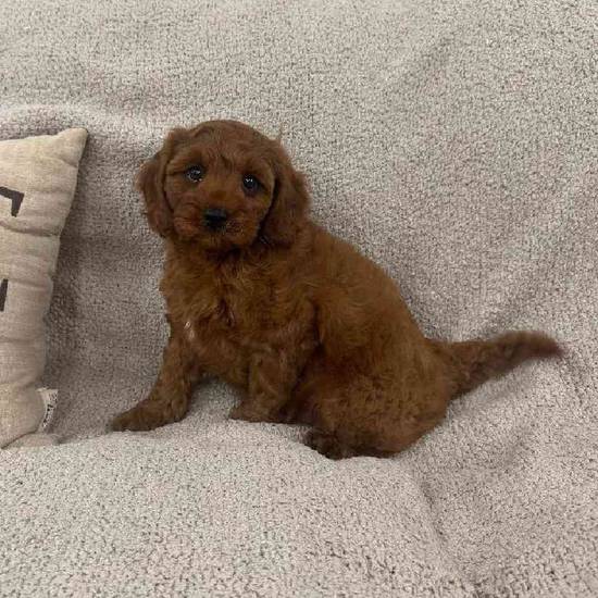 Cavapoo