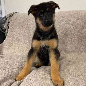 German Shepherd