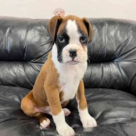 Boxer