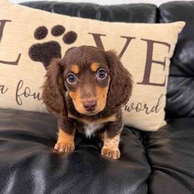 Dachshund