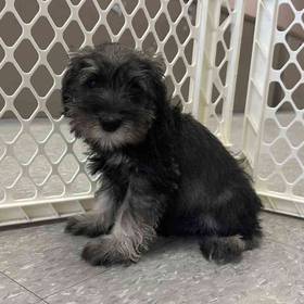 Mini Schnauzer