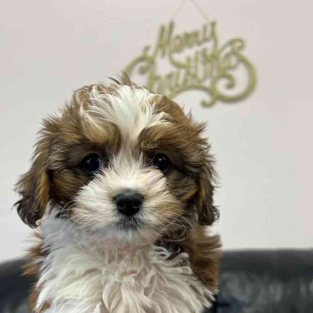carousel pet images