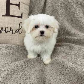 Maltese