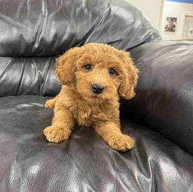 Mini Goldendoodle