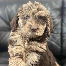 Mini Labradoodle