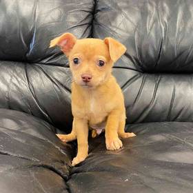 Chihuahua