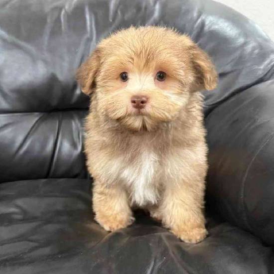 Havanese