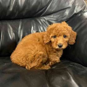 Mini Goldendoodle