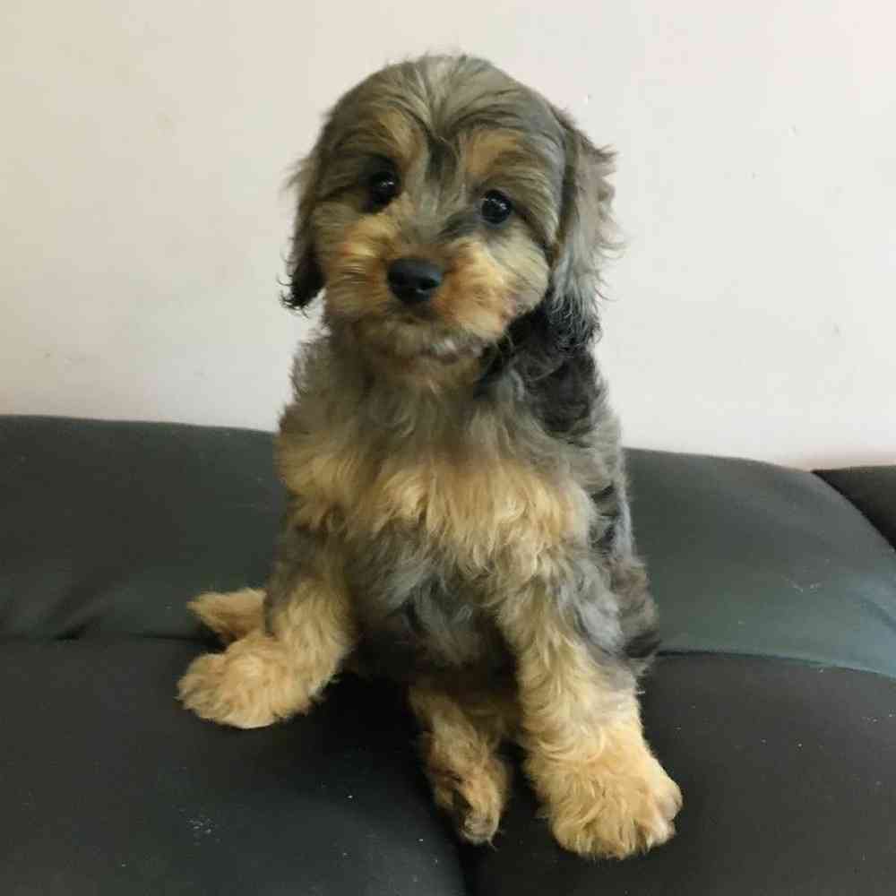 Cavapoo Puppy for sale The Perfect Puppy Plainville MA
