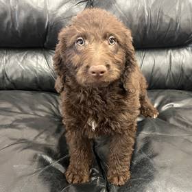Mini Labradoodle