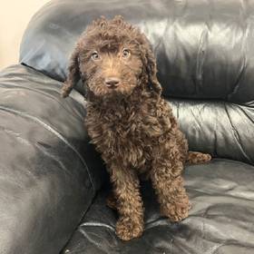 Mini Labradoodle