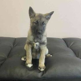 Norwegian Elkhound