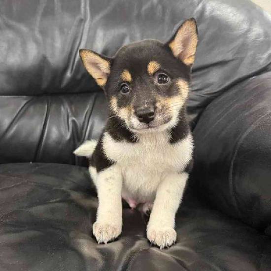 Shiba Inu