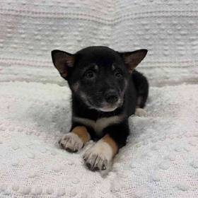 Shiba Inu