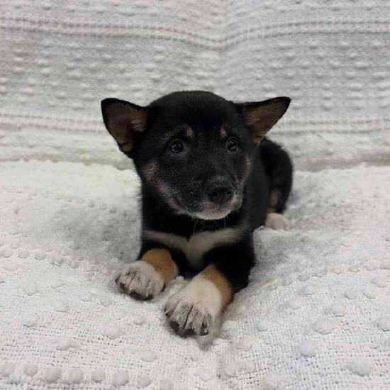 Shiba Inu