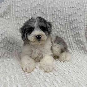 Bichon-Poo