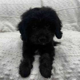 Cavapoo
