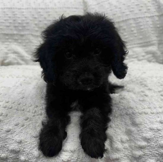 Cavapoo