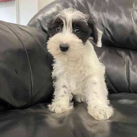 Mini Schnauzer