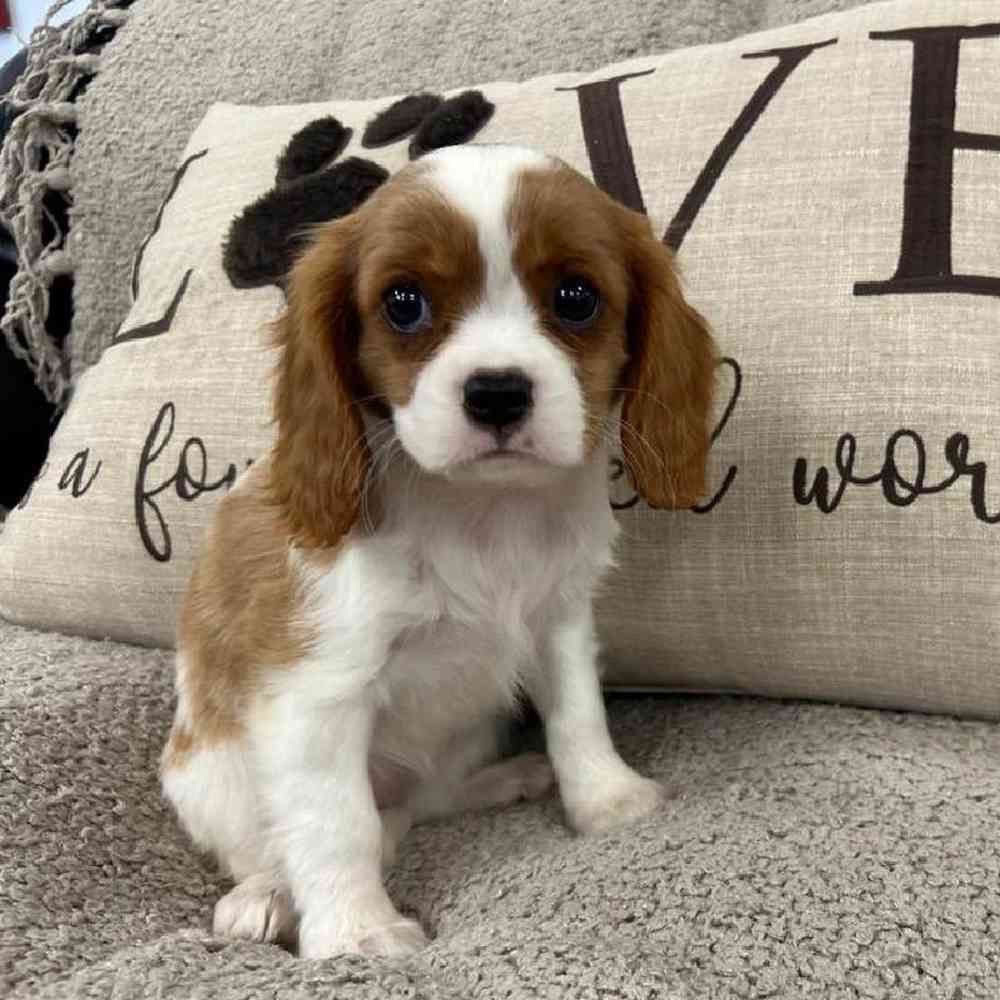 carousel pet images