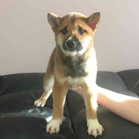 Shiba Inu