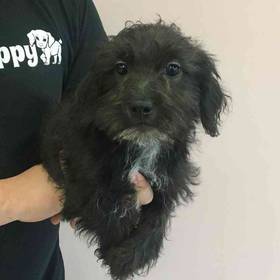 Shih-Poo