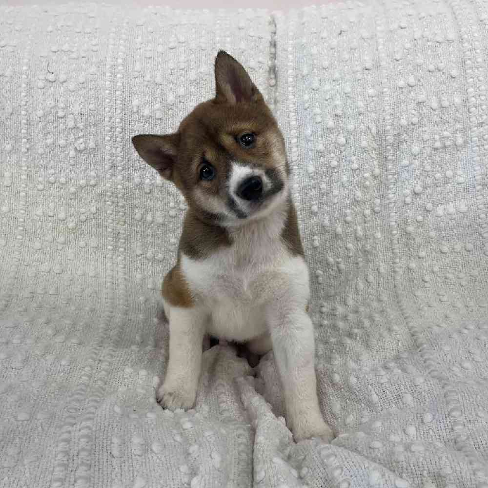 Image of a pet breed in the gallery