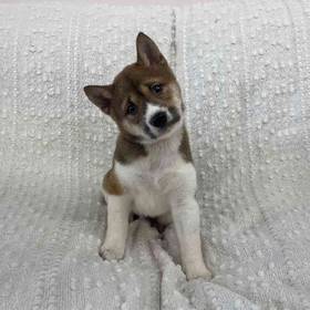 Shiba Inu