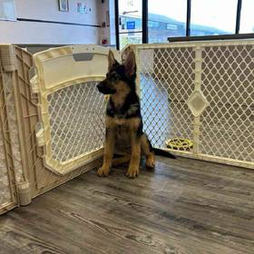 German Shepherd
