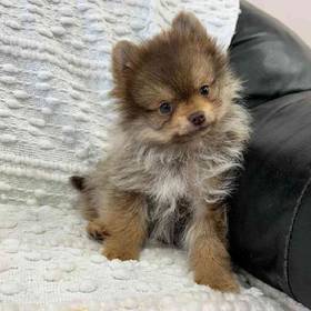 Pomeranian