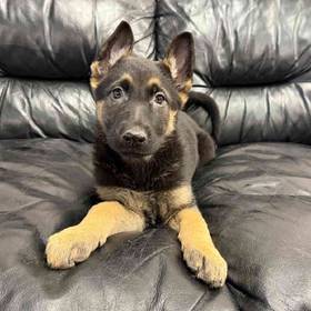 German Shepherd