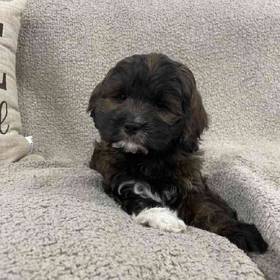 Cocker- Poo