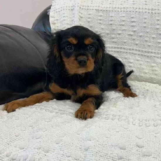 Cavalier King Charles Spaniel