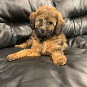 St. Berdoodle