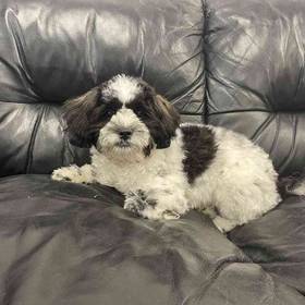 Shih-chon (Teddy Bear)