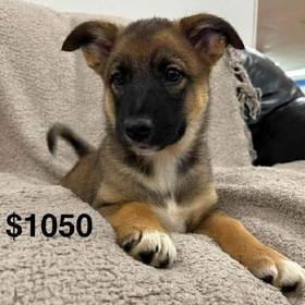 Elkhound Mix