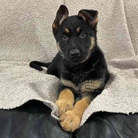 German Shepherd