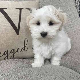 Maltese