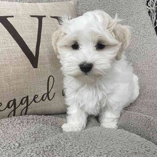 Maltese