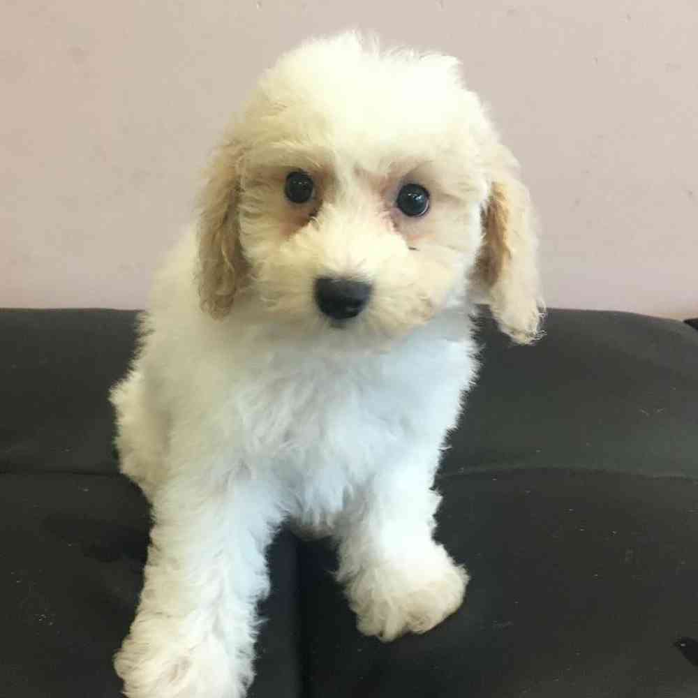 BichonPoo Puppy for sale The Perfect Puppy Plainville MA