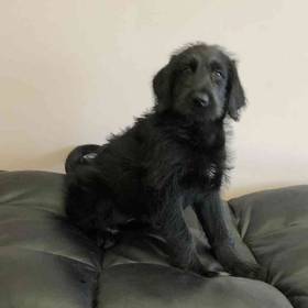Labradoodle
