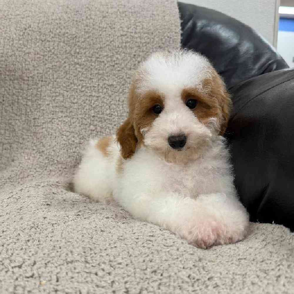 carousel pet images