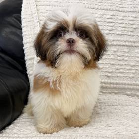 Shih Tzu